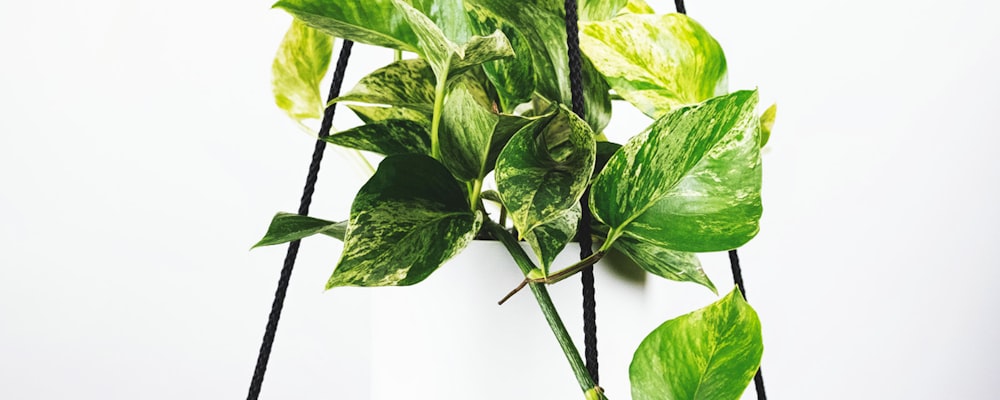 世界杯决赛阶段两支球队在绿茵场上激烈拼抢的精彩瞬间